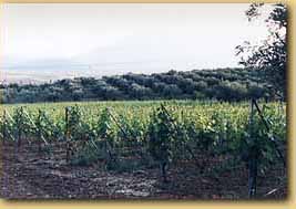 Haniotis Estate